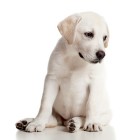 Een puppy of pup aanschaffen en zindelijk maken