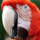 Een papegaai als vrolijke prater is een leuk gezelschap
